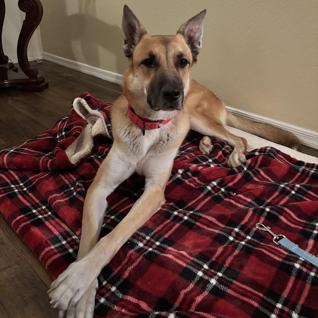 Guinness, a Adoptable Shepherd in Henderson, NV image 2/3