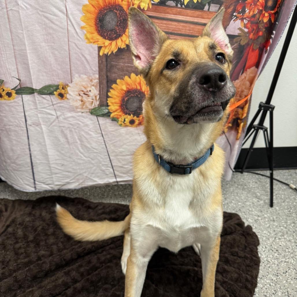 Guinness, a Adoptable Shepherd in Henderson, NV image 3/3