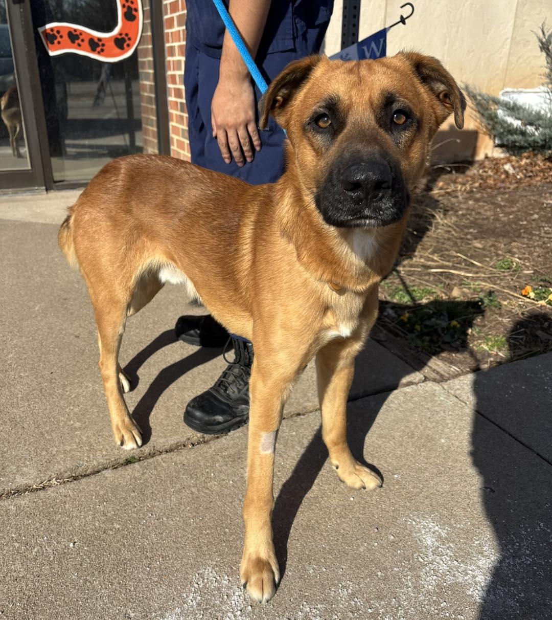 Enlarge Cupid, a ADOPTABLE mixed breed in Stillwater, OK image 1/1
