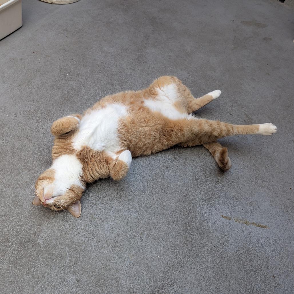 Stewart, Adoptable, Senior Male Domestic Short Hair.