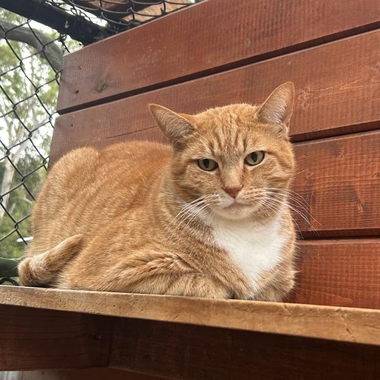 Stewart, a Adoptable Domestic Short Hair in Santa Barbara, CA image 2/4