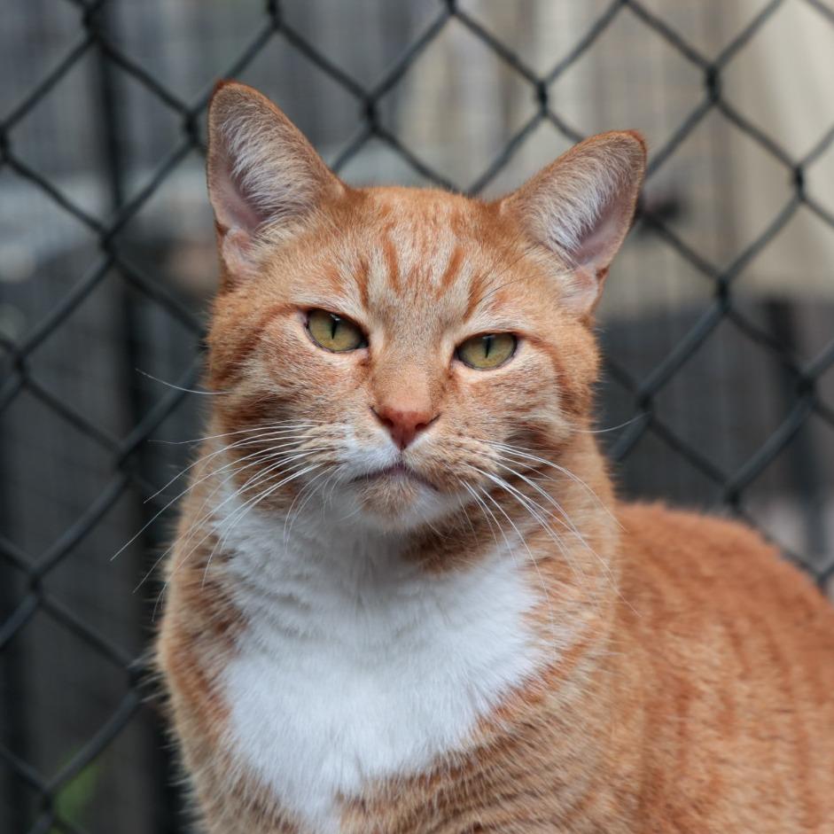 Stewart, a Adoptable Domestic Short Hair in Santa Barbara, CA image 3/4