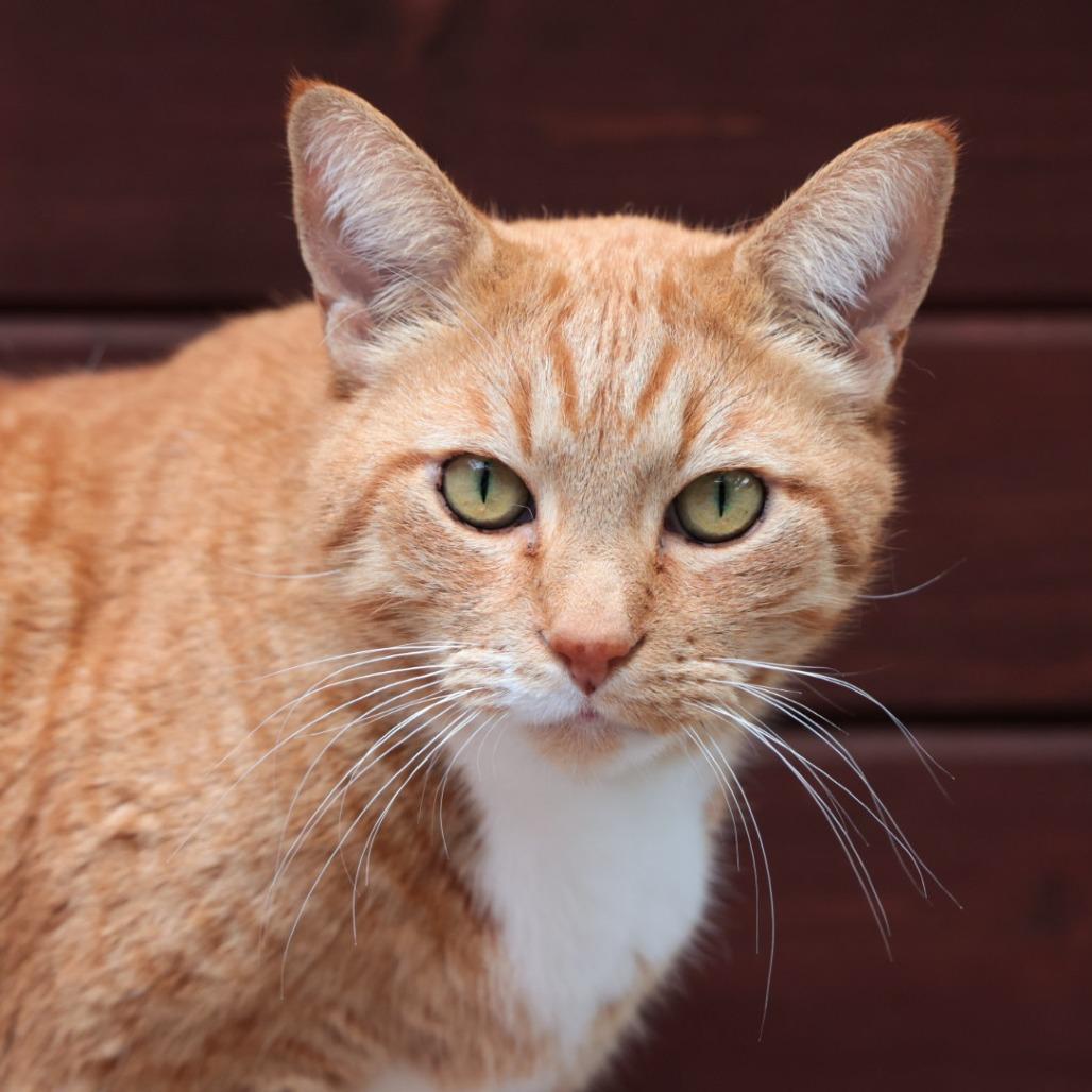 Stewart, a Adoptable Domestic Short Hair in Santa Barbara, CA image 4/4