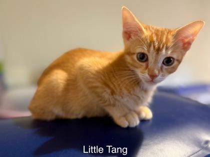 Enlarge Tang, a Adoptable Domestic Short Hair in Knoxville, TN image 1/1
