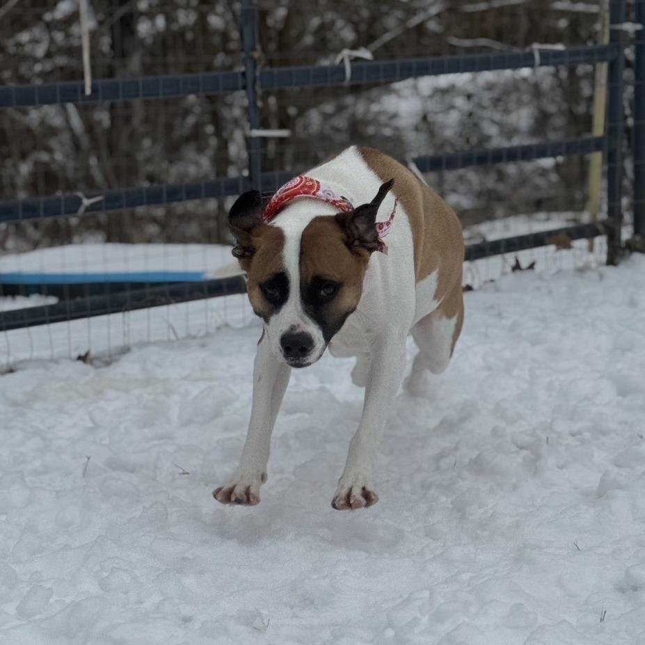 Cersei, a Adoptable Mixed Breed in Red House, WV image 1/3