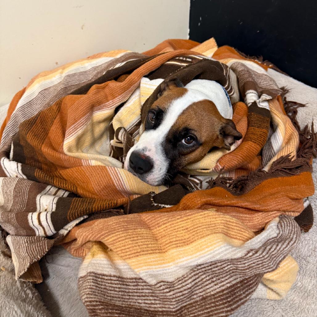 Cersei, a Adoptable Mixed Breed in Red House, WV image 2/3