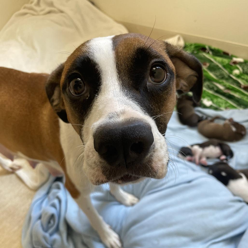 Cersei, a Adoptable Mixed Breed in Red House, WV image 3/3