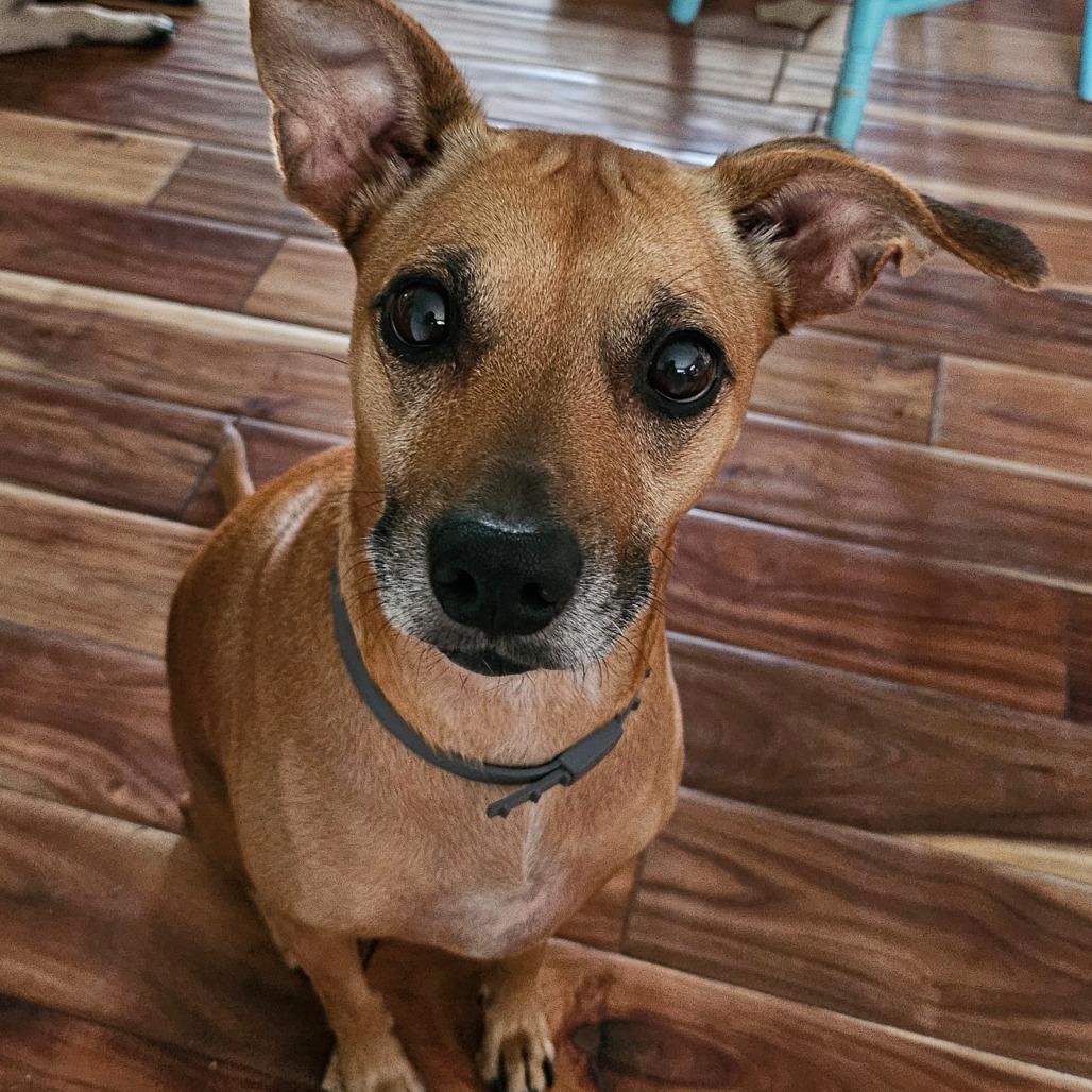 Jade, a Adoptable mixed breed in Sarasota, FL image 1/6