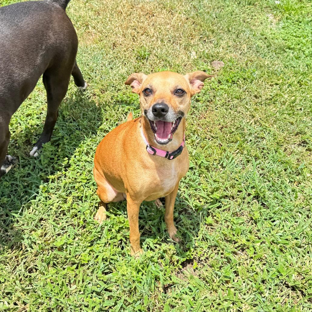 Jade, a Adoptable mixed breed in Sarasota, FL image 2/6
