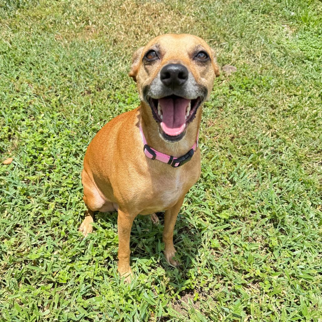 Jade, a Adoptable mixed breed in Sarasota, FL image 3/6