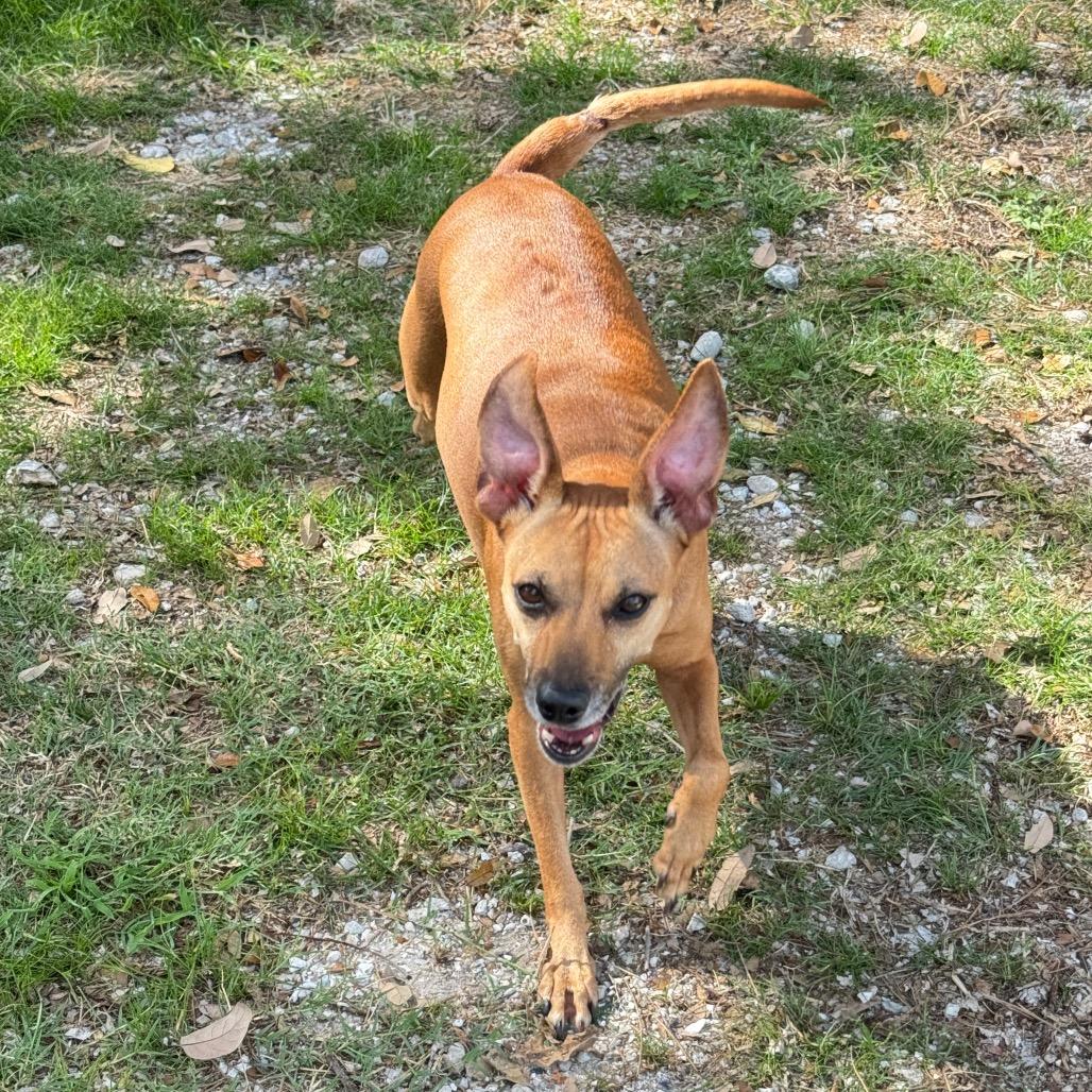Jade, a Adoptable mixed breed in Sarasota, FL image 4/6