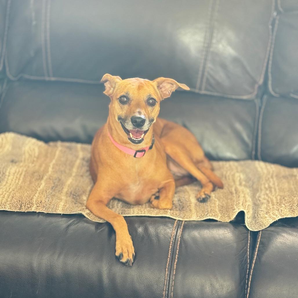 Jade, a Adoptable mixed breed in Sarasota, FL image 5/6