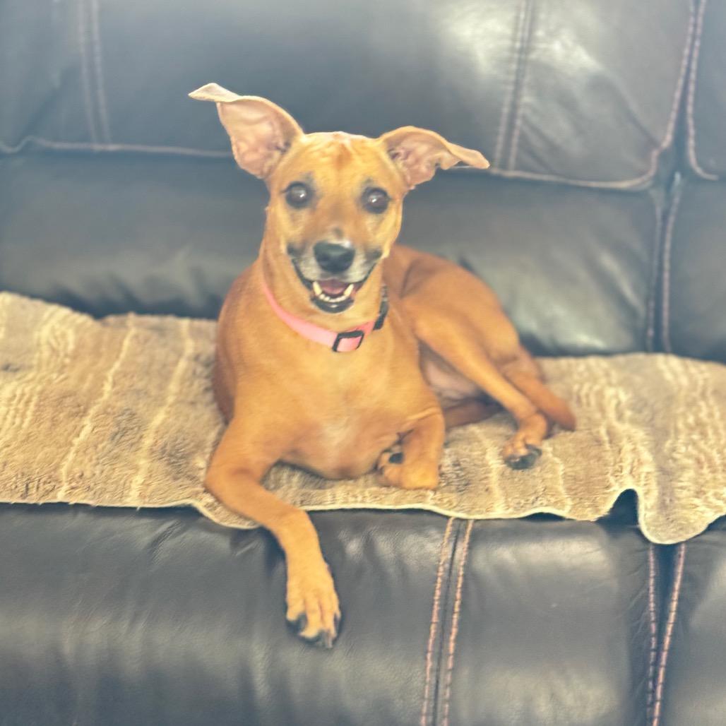 Jade, a Adoptable mixed breed in Sarasota, FL image 6/6