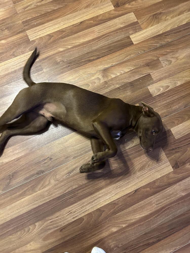 Cooper, Adoptable, Young Male Mixed Breed.