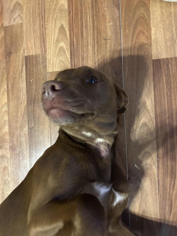 Enlarge Cooper, a Adoptable Mixed Breed in Chattanooga, TN image 2/3