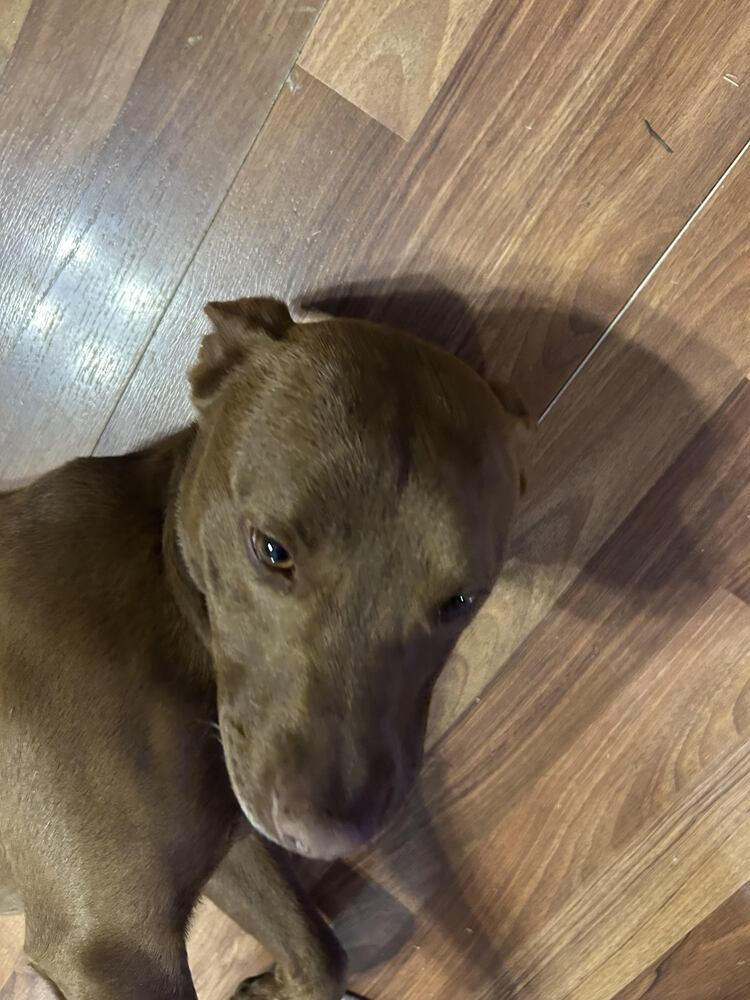 Enlarge Cooper, a Adoptable Mixed Breed in Chattanooga, TN image 3/3