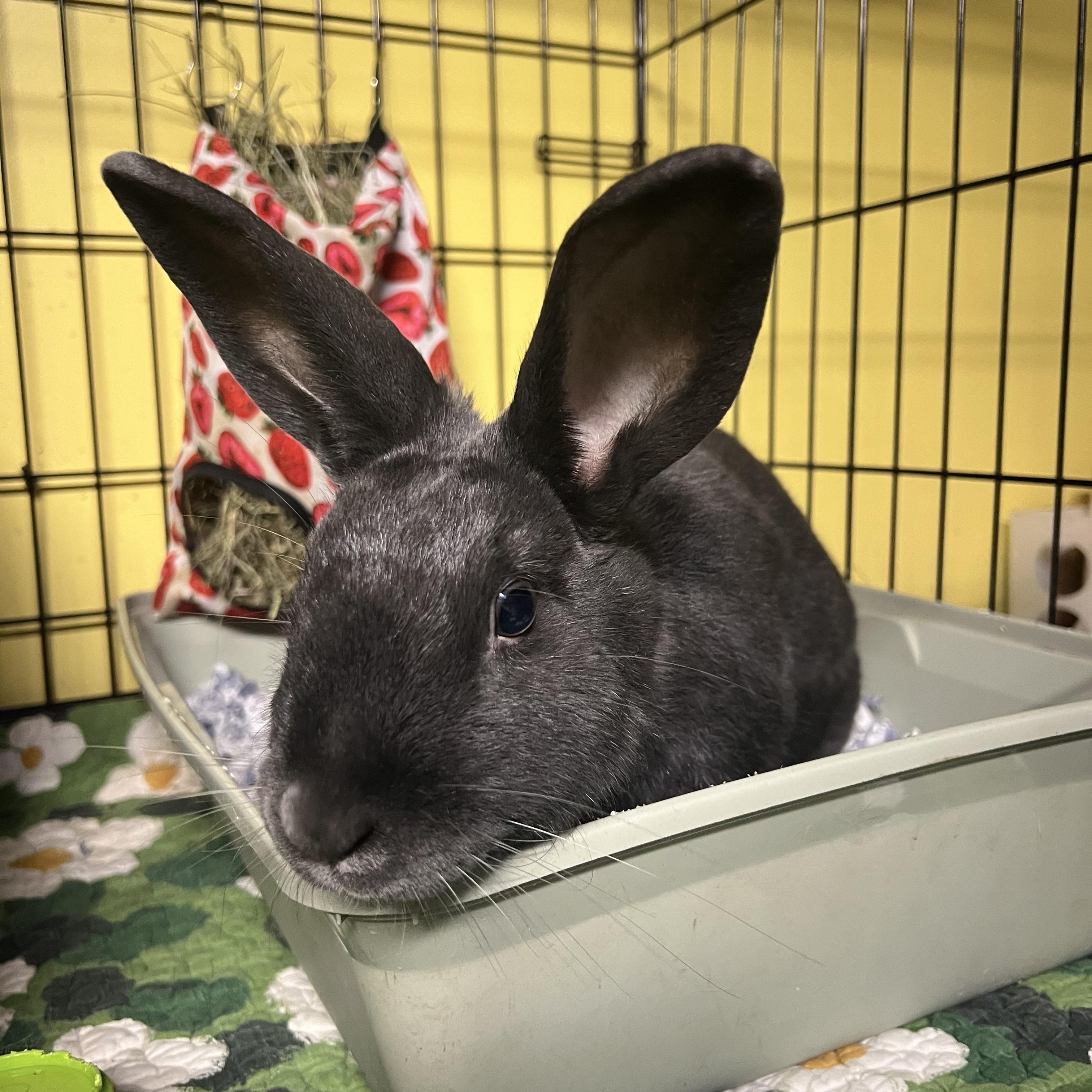 Leif, adopted, Young Male Bunny Rabbit.