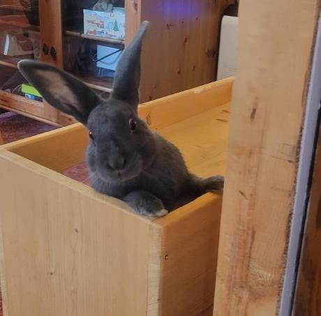 Enlarge Leif, an adopted mixed breed in Ferndale, WA image 2/2