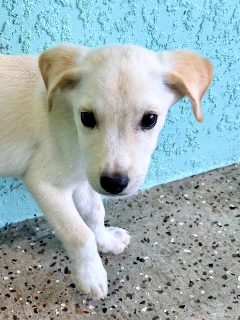 Palmetto, Adoptable, Puppy Male Shepherd & Hound.
