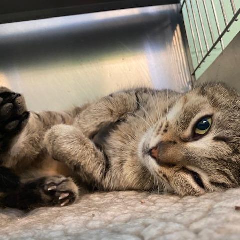 Muffin, Adoptable, Senior Female Domestic Short Hair.