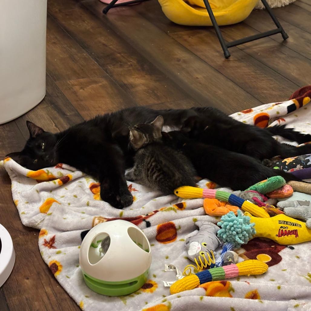 Enlarge Lotus @ PAWZ Pet Cafe, a Adoptable Domestic Short Hair in Carmel, IN image 1/6