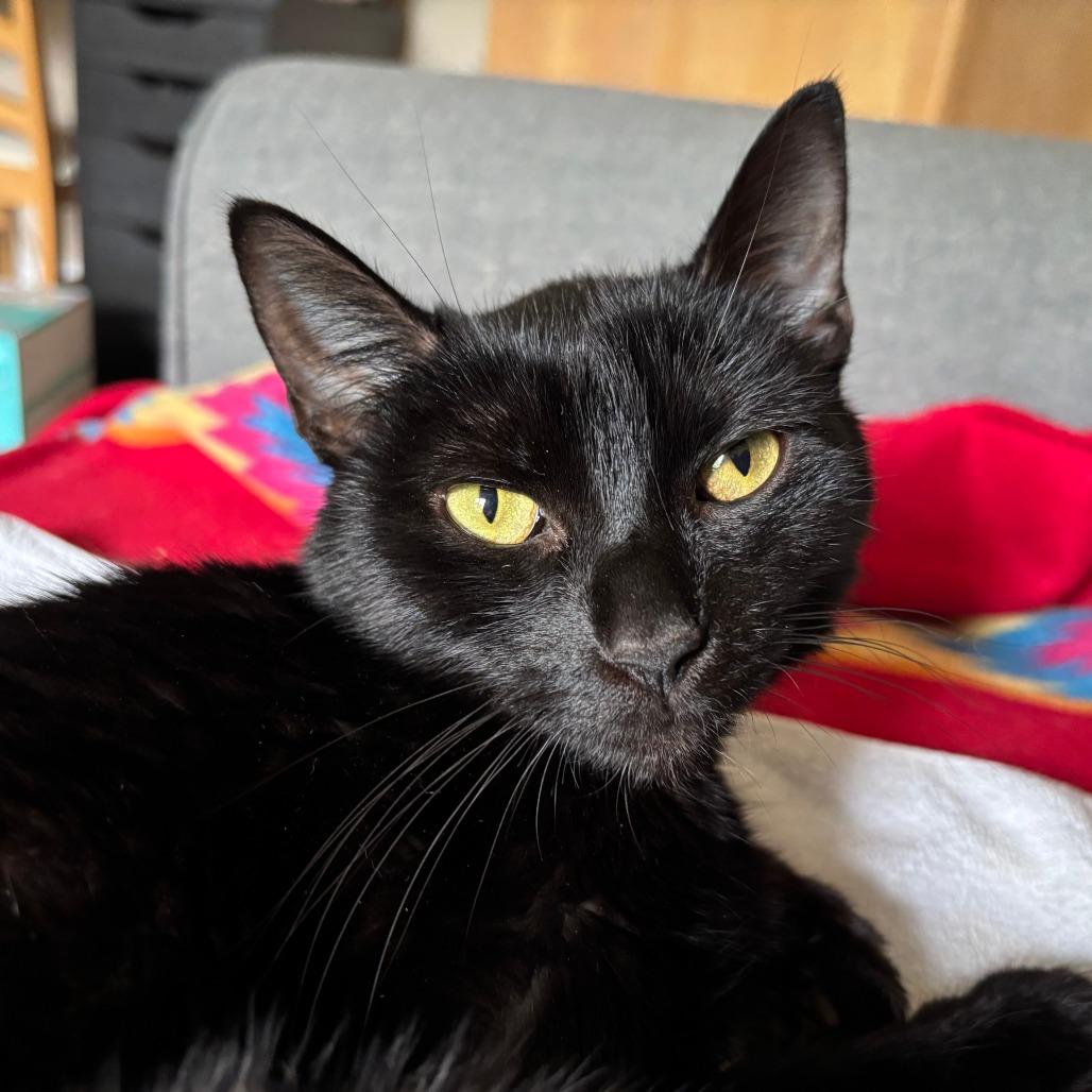 Enlarge Lotus @ PAWZ Pet Cafe, a Adoptable Domestic Short Hair in Carmel, IN image 2/6