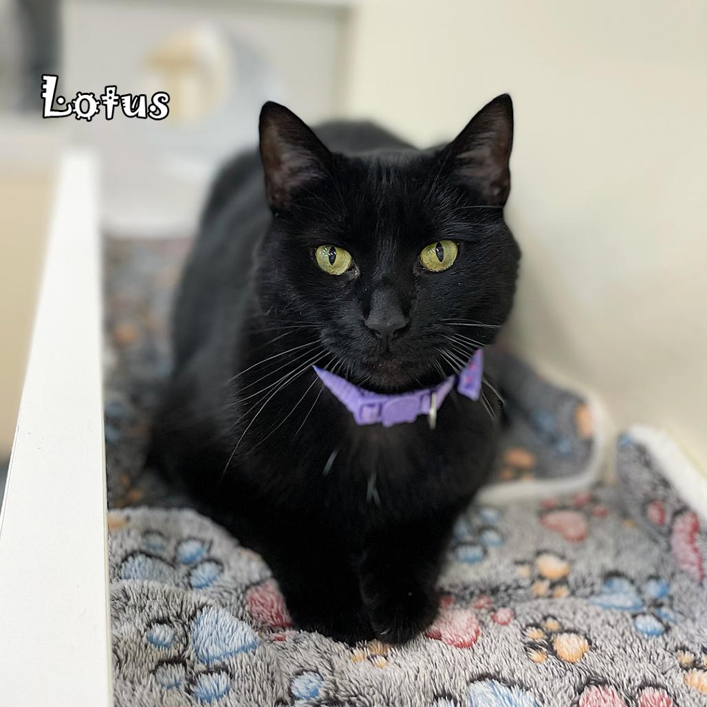 Enlarge Lotus @ PAWZ Pet Cafe, a Adoptable Domestic Short Hair in Carmel, IN image 3/6