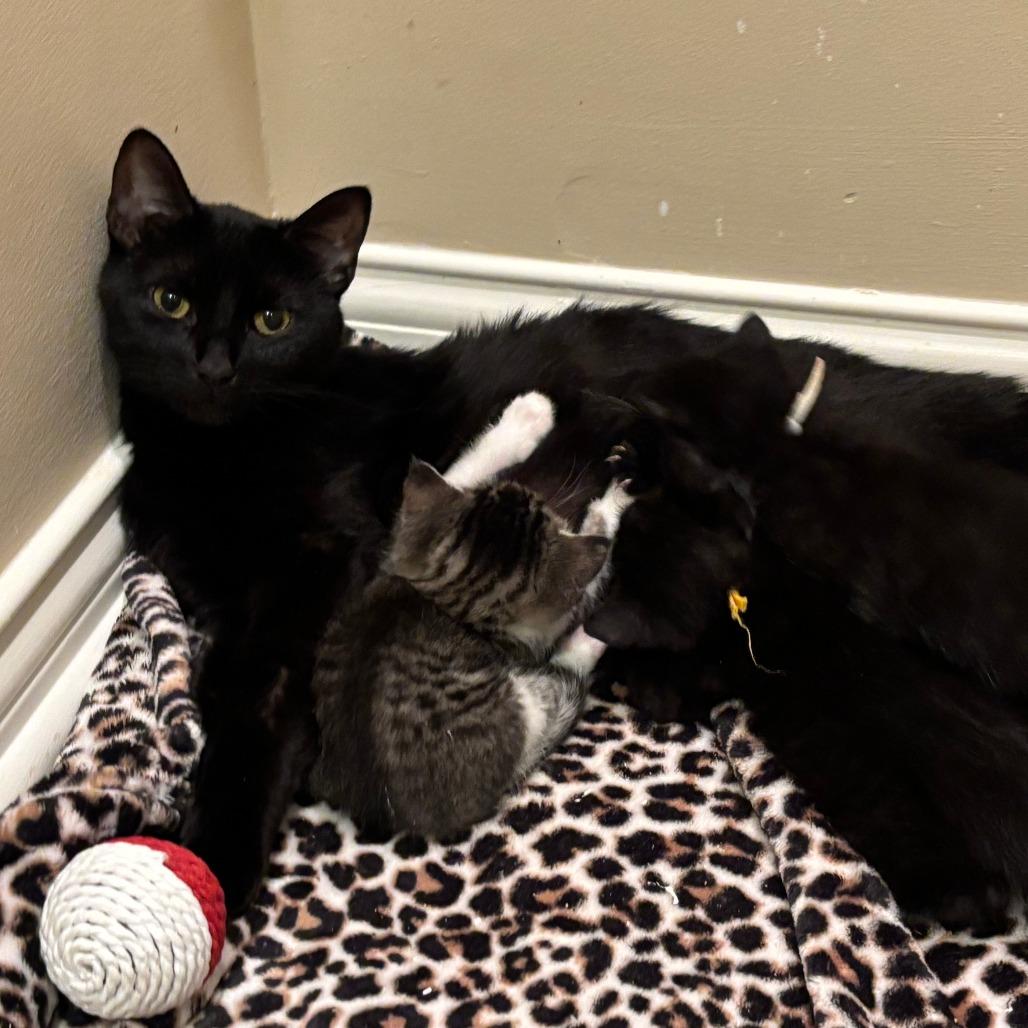 Enlarge Lotus @ PAWZ Pet Cafe, a Adoptable Domestic Short Hair in Carmel, IN image 4/6