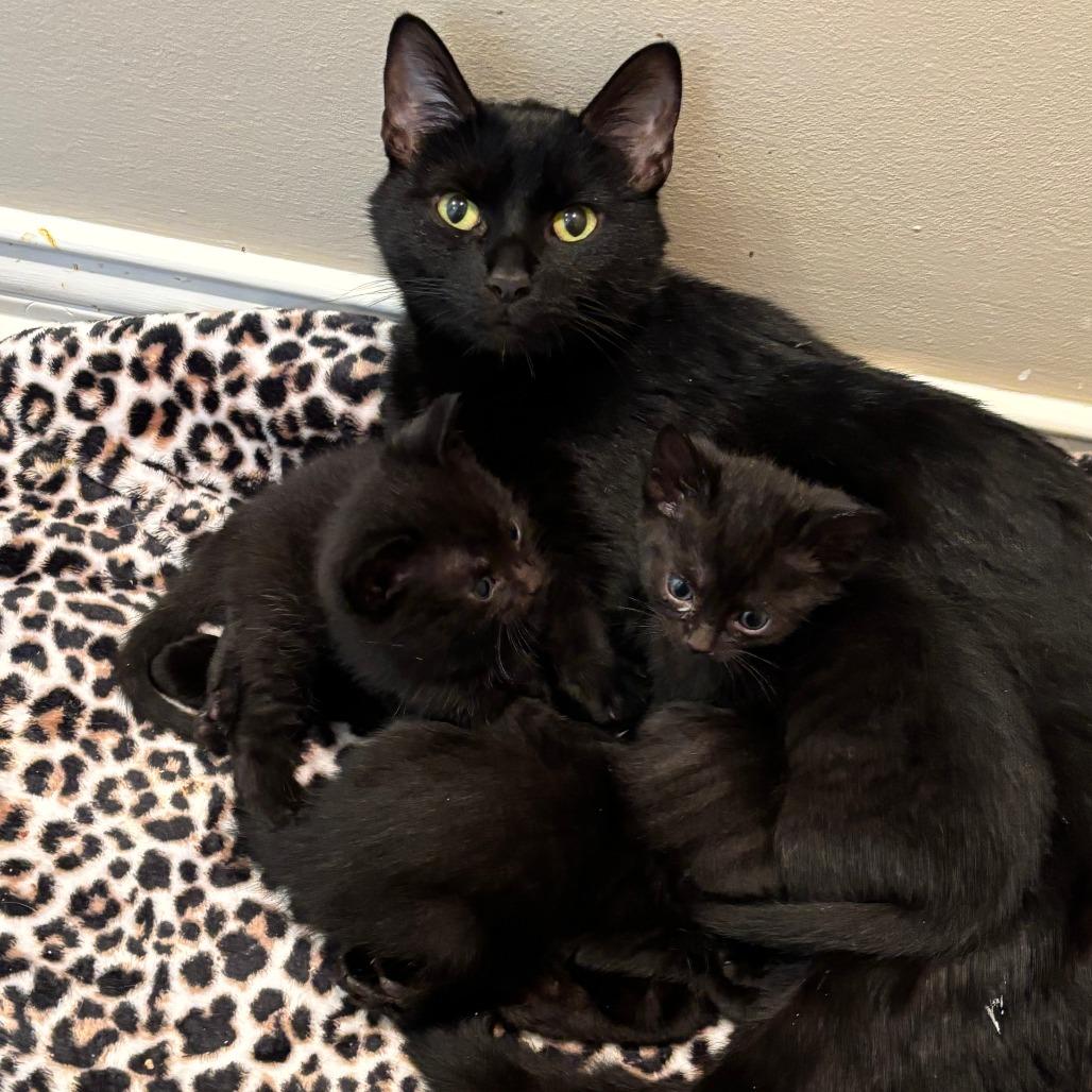 Enlarge Lotus @ PAWZ Pet Cafe, a Adoptable Domestic Short Hair in Carmel, IN image 5/6