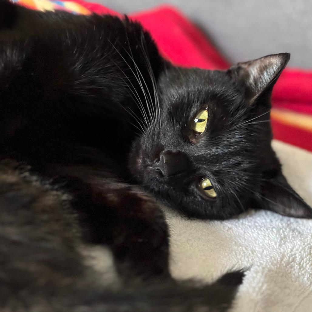 Enlarge Lotus @ PAWZ Pet Cafe, a Adoptable Domestic Short Hair in Carmel, IN image 6/6