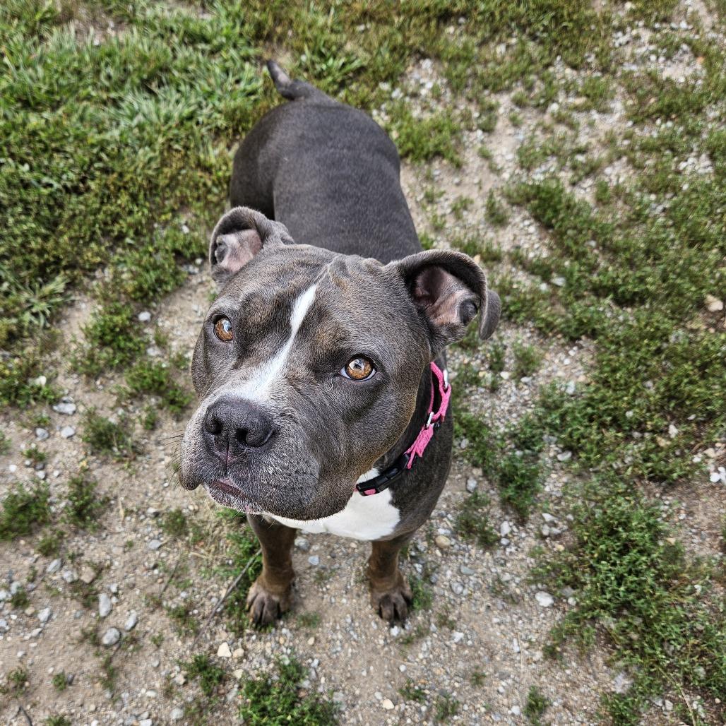 Enlarge Moody, a Adoptable Pit Bull Terrier in Concord, NH image 1/3