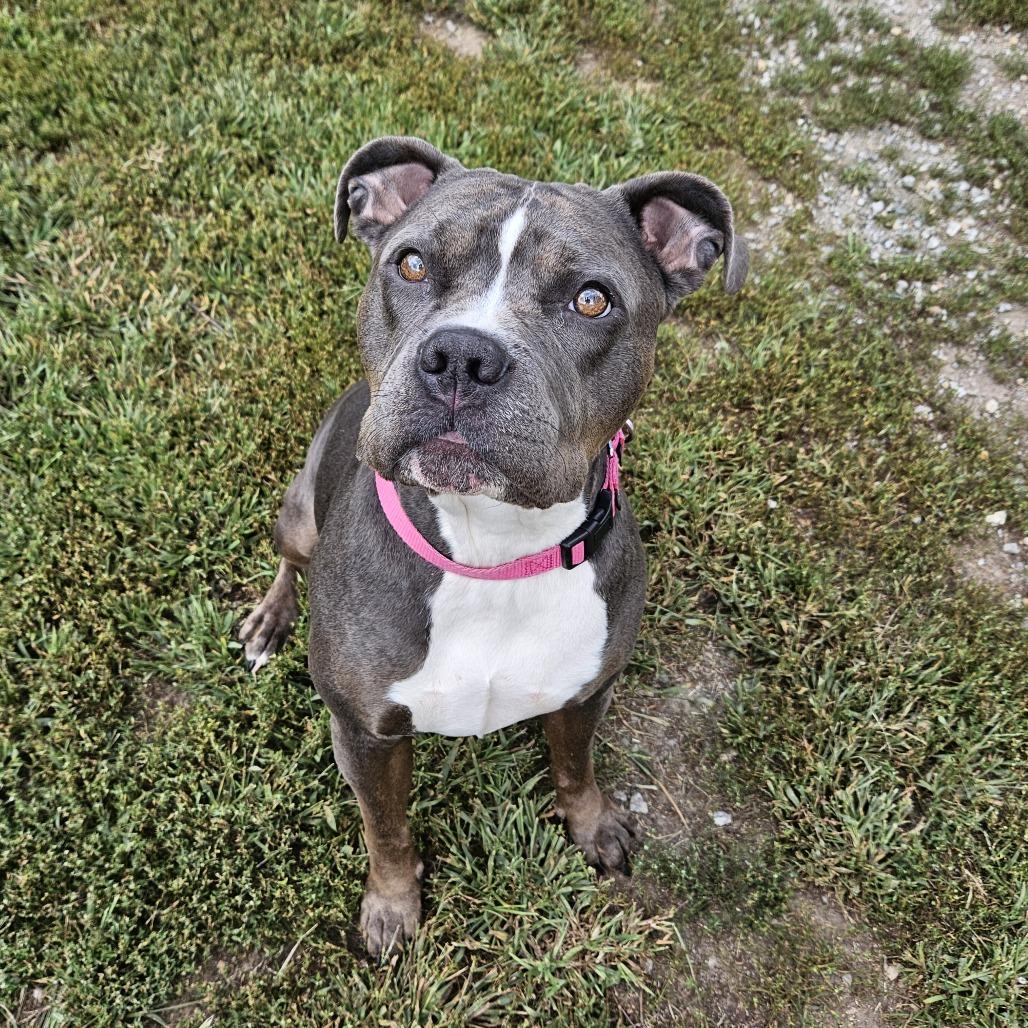 Enlarge Moody, a Adoptable Pit Bull Terrier in Concord, NH image 2/3