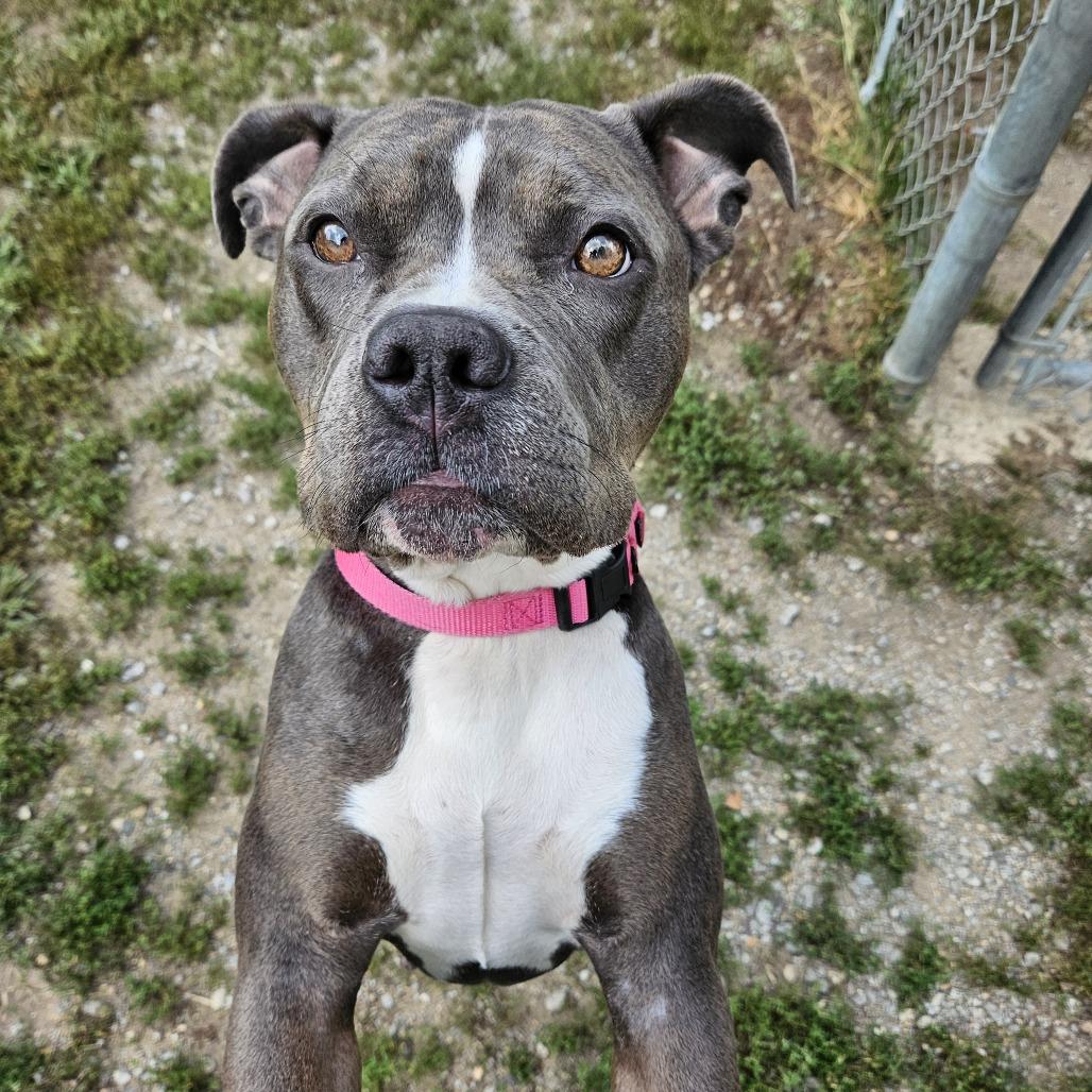 Enlarge Moody, a Adoptable Pit Bull Terrier in Concord, NH image 3/3