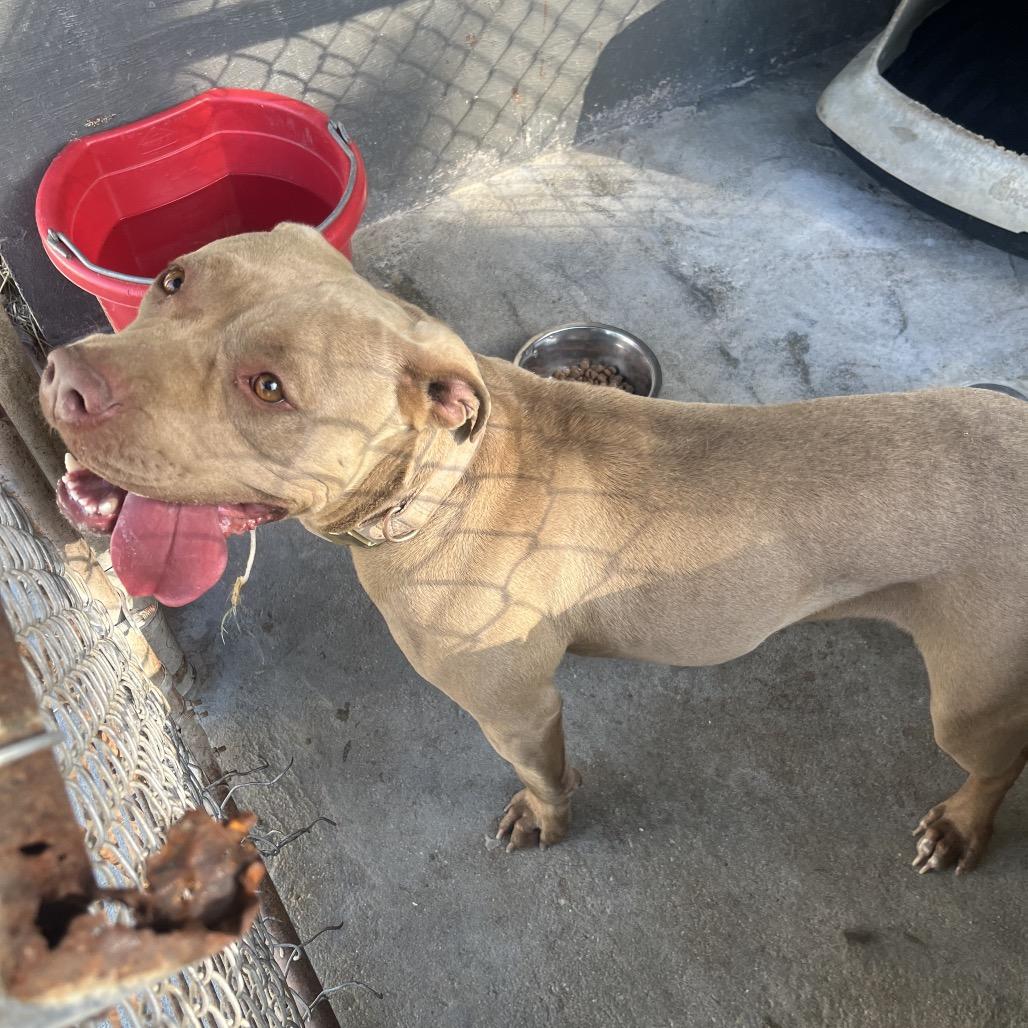 Lavender, Adoptable, Adult Female Pit Bull Terrier.