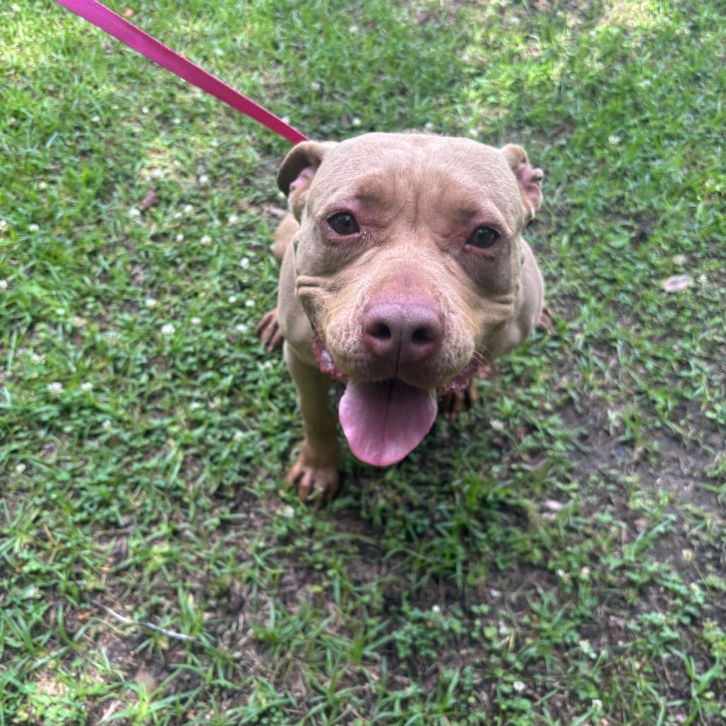 Enlarge Lavender, a Adoptable Pit Bull Terrier in Clanton, AL image 2/2