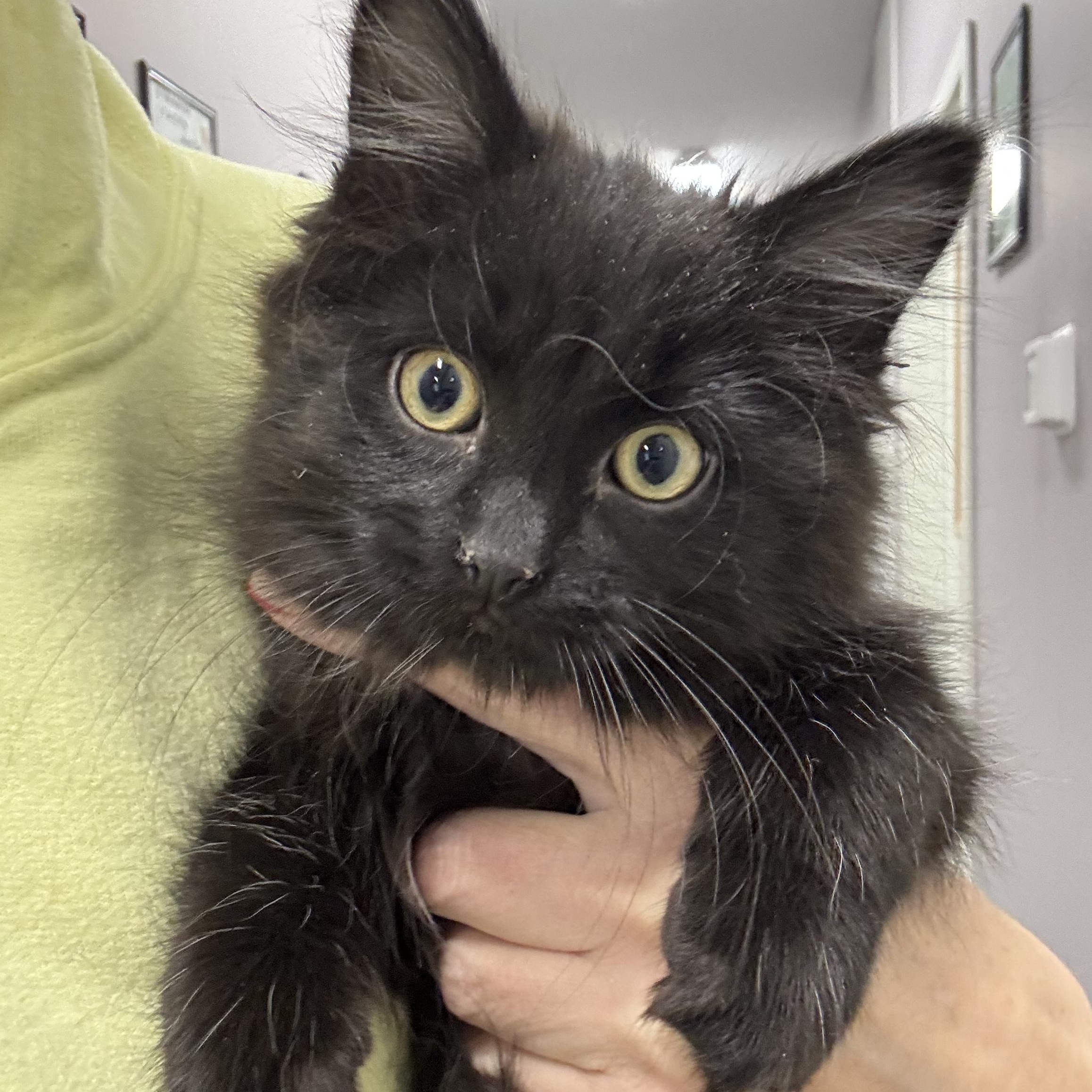 Holly, adopted, Kitten Female Domestic Medium Hair.