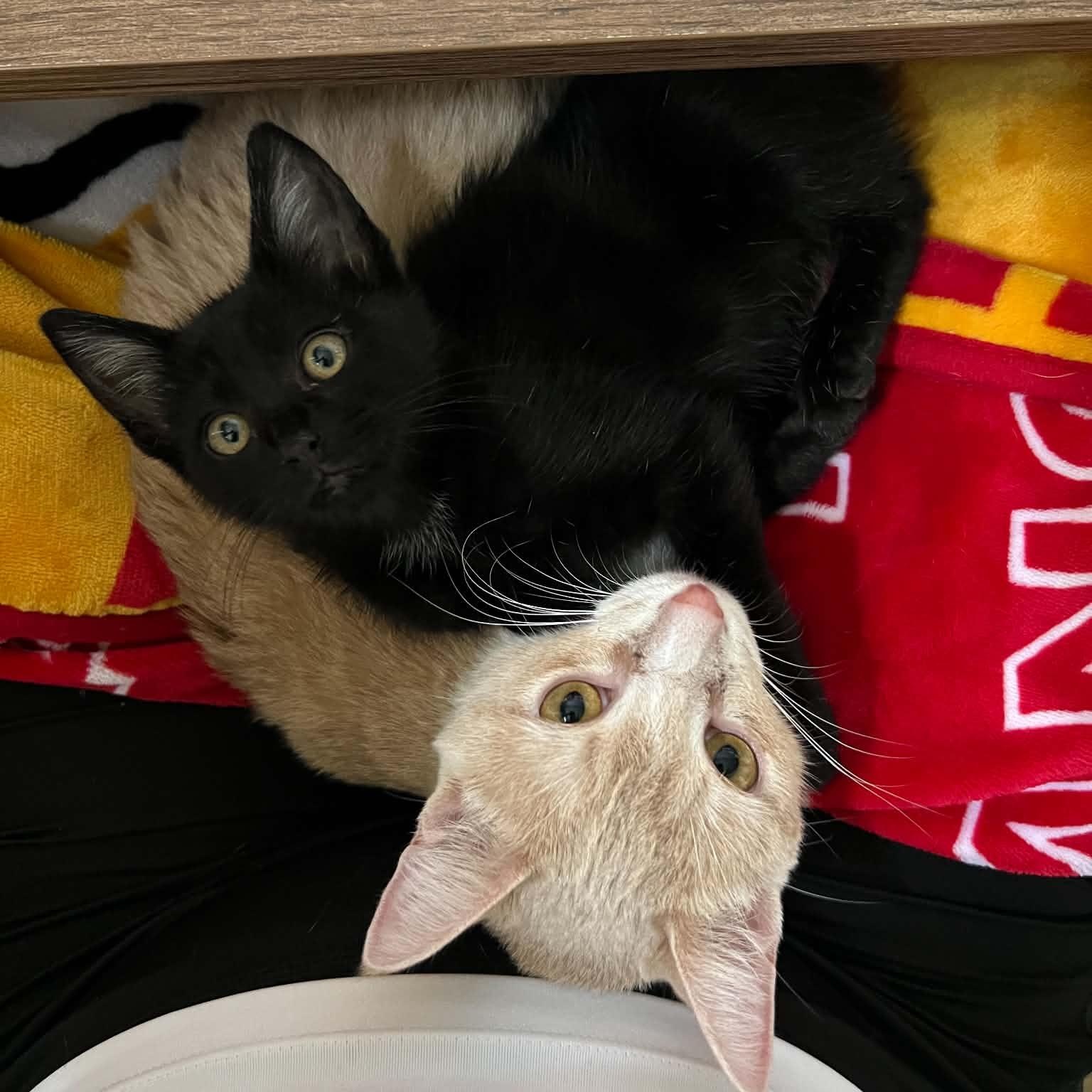Sunny, a ADOPTABLE Domestic Short Hair in Sedalia, MO image 5/6