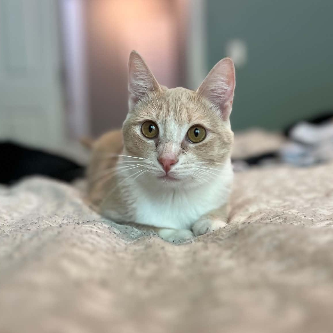 Sunny, ADOPTABLE, Young Female Domestic Short Hair.