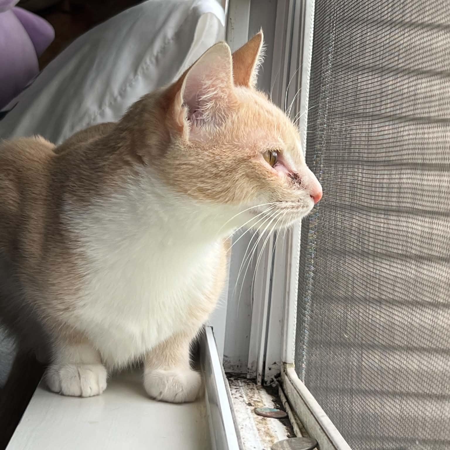 Sunny, a ADOPTABLE Domestic Short Hair in Sedalia, MO image 6/6
