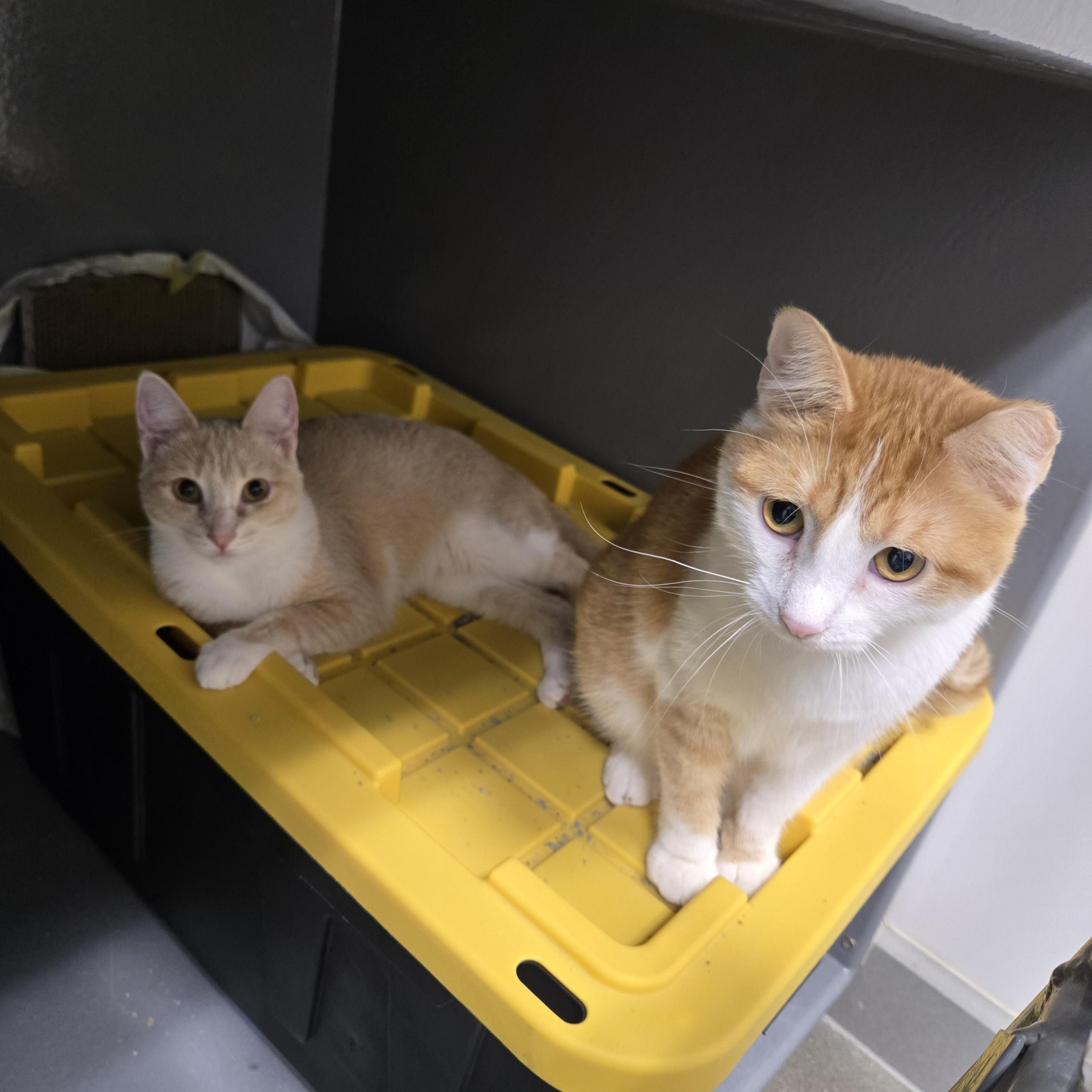 Sunny, a ADOPTABLE Domestic Short Hair in Sedalia, MO image 3/6