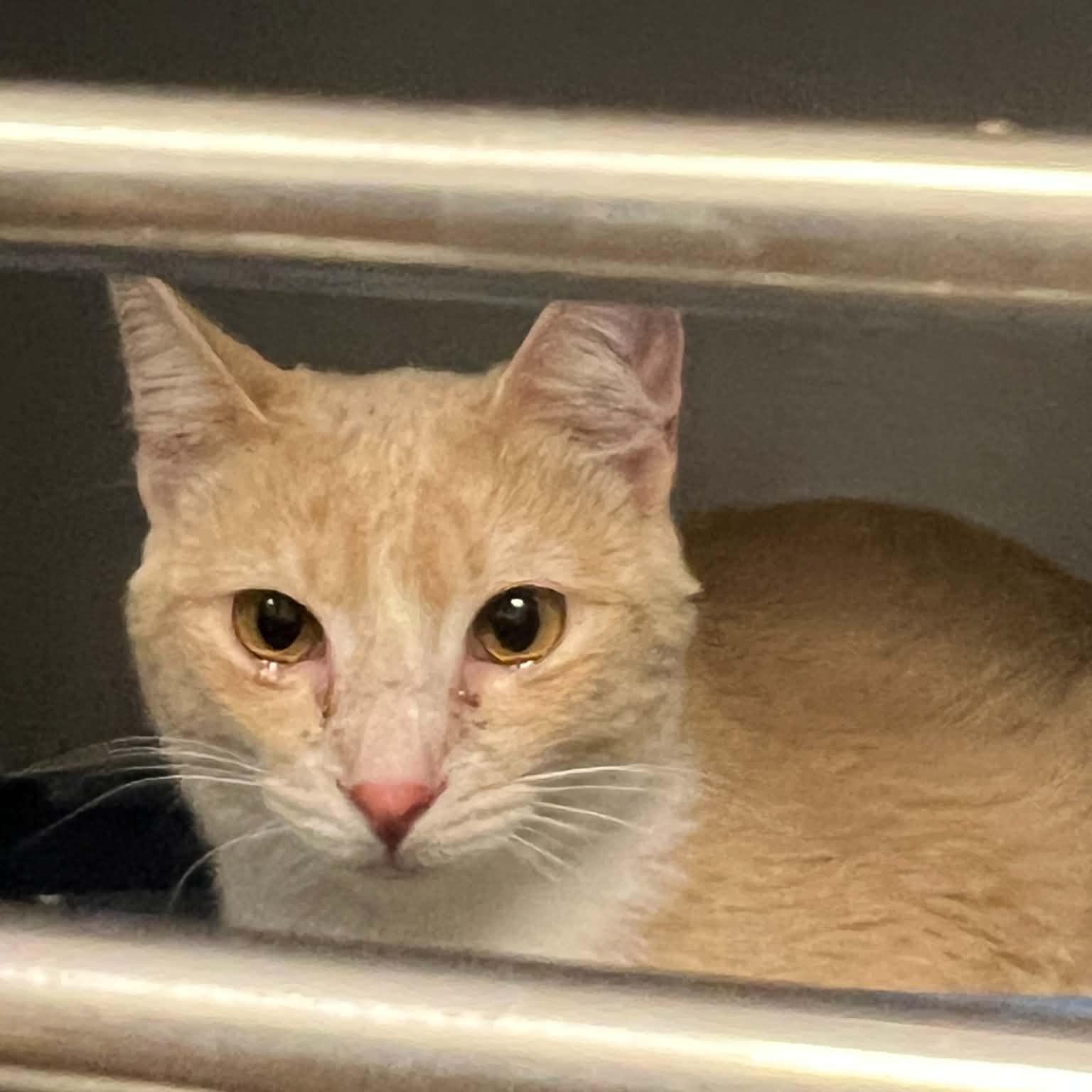 Sunny, a ADOPTABLE Domestic Short Hair in Sedalia, MO image 2/6