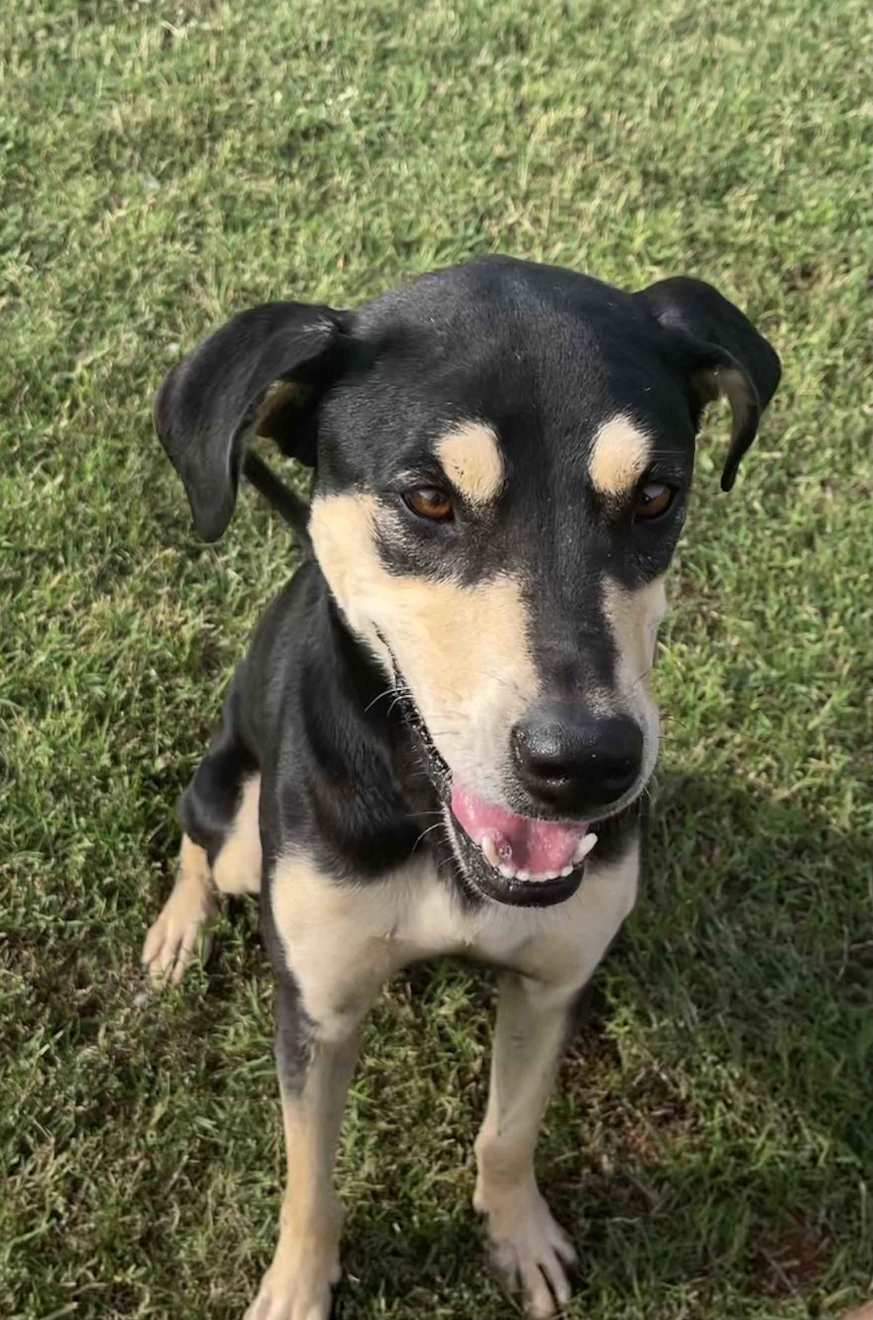 Milli, a Adoptable Mixed Breed in Chickasha, OK image 3/5