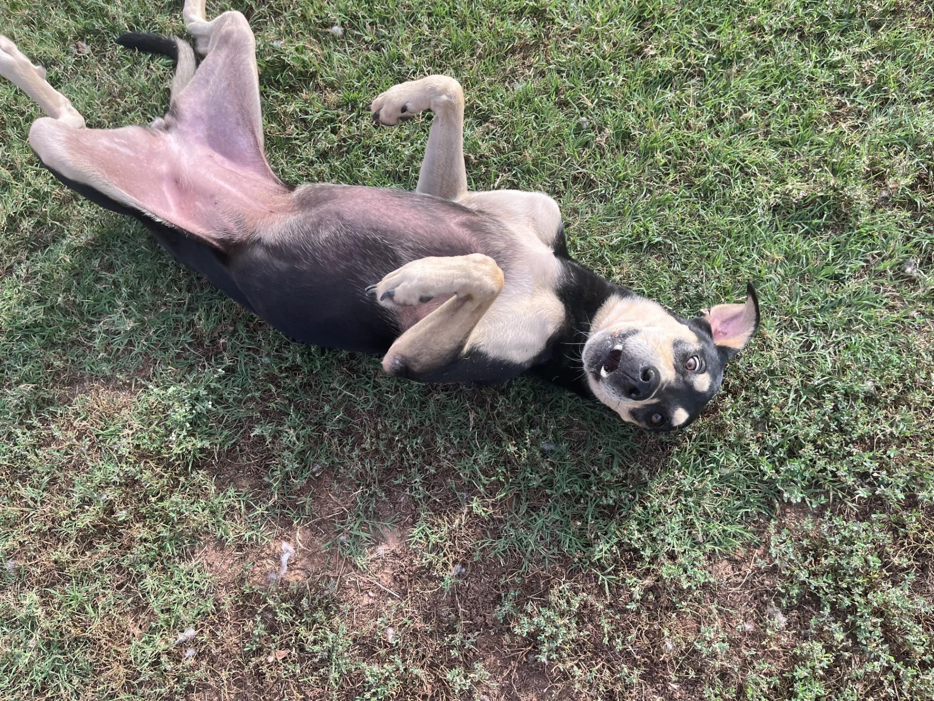 Milli, a Adoptable Mixed Breed in Chickasha, OK image 2/5