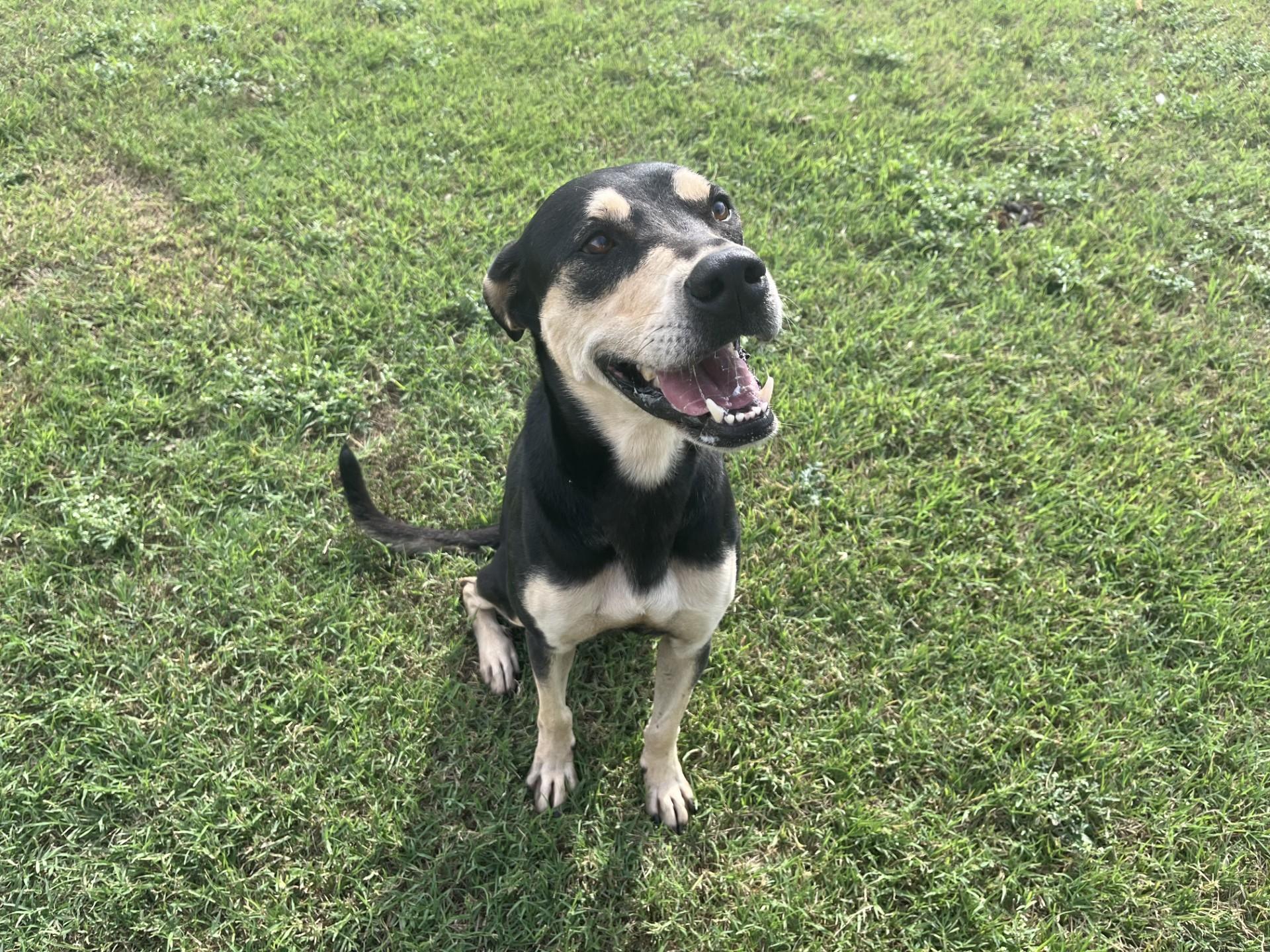 Milli, a Adoptable Mixed Breed in Chickasha, OK image 4/5