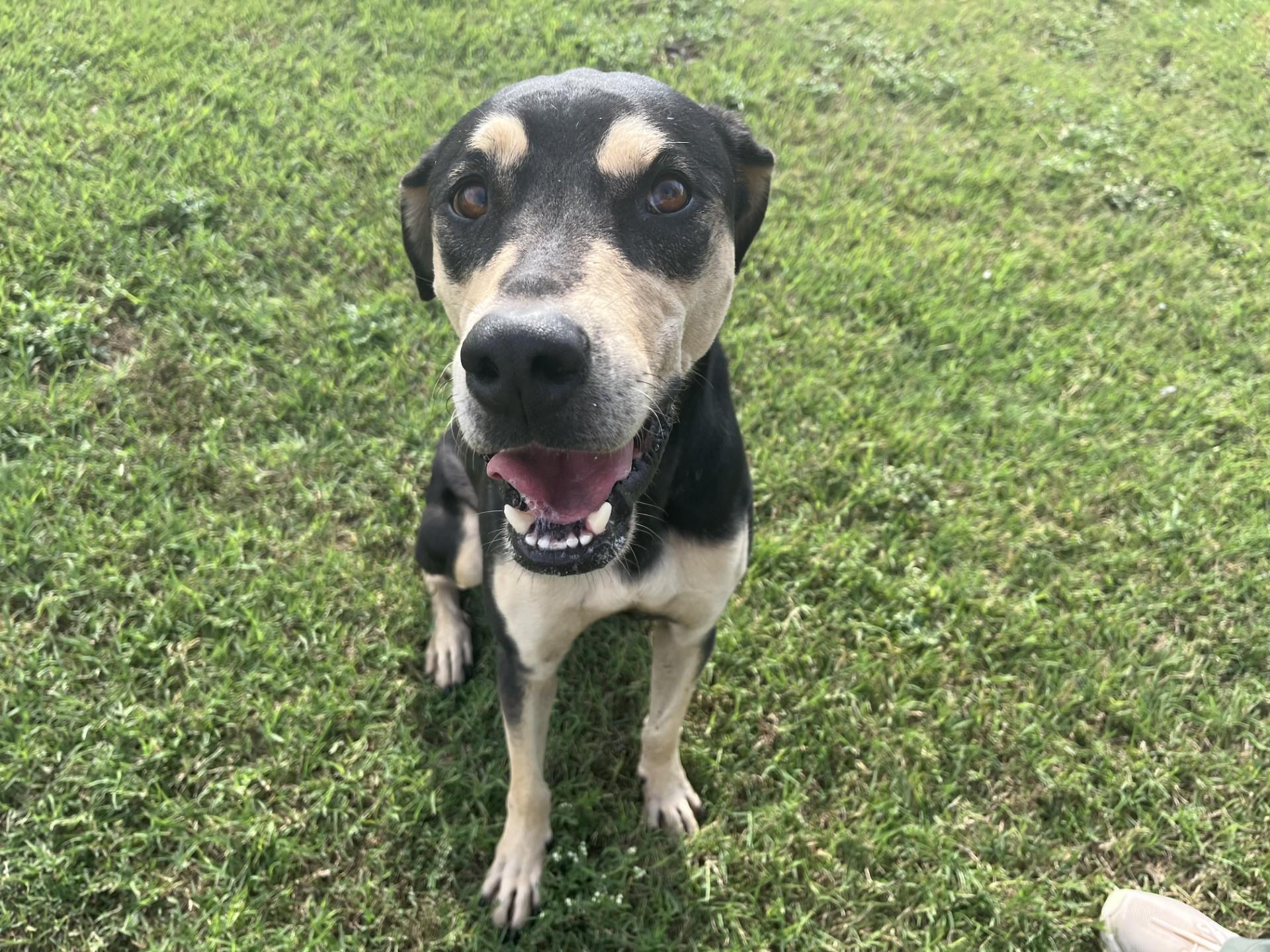 Milli, a Adoptable Mixed Breed in Chickasha, OK image 5/5