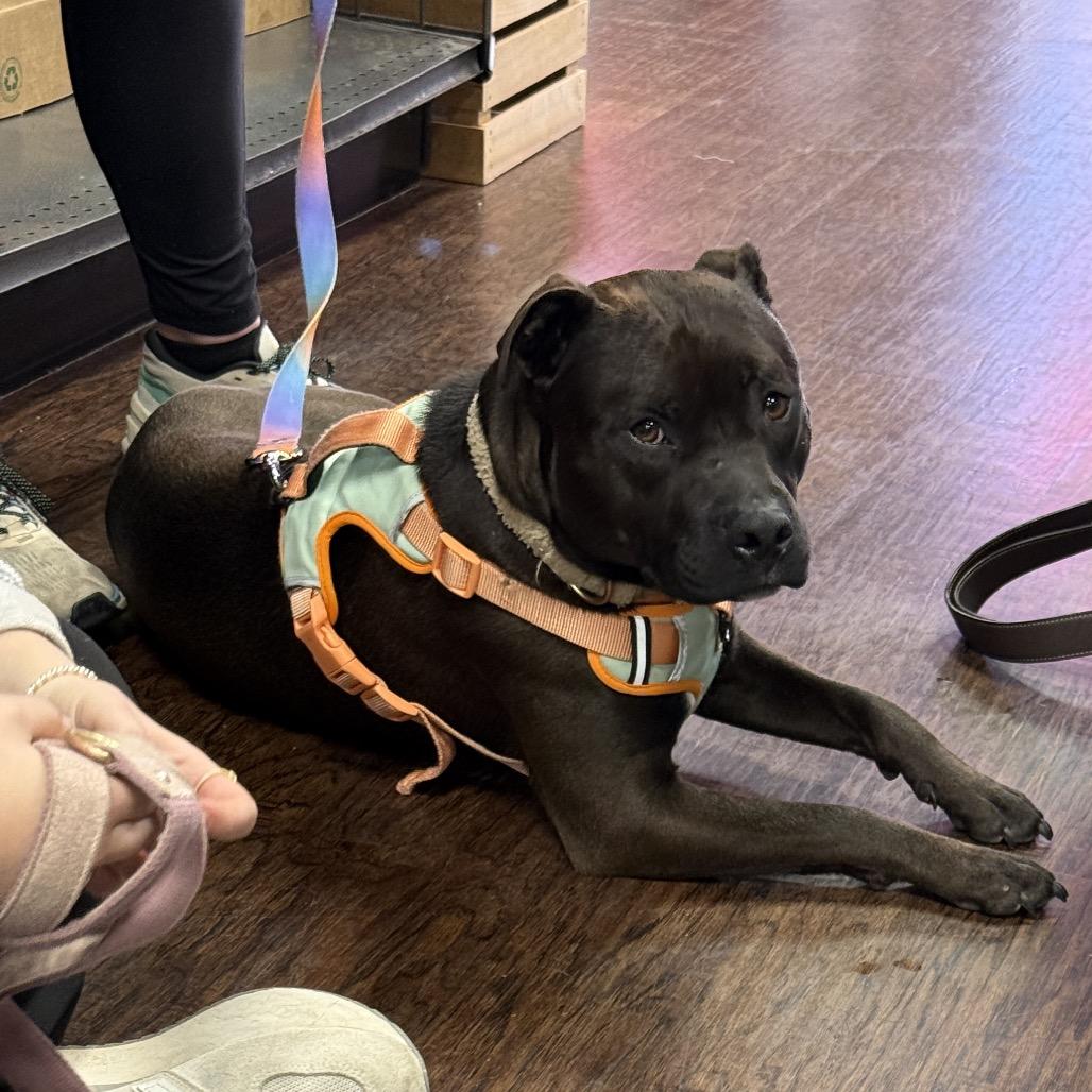 Tink (Adoption Fee SPONSORED!), Adoptable, Adult Female Mixed Breed.