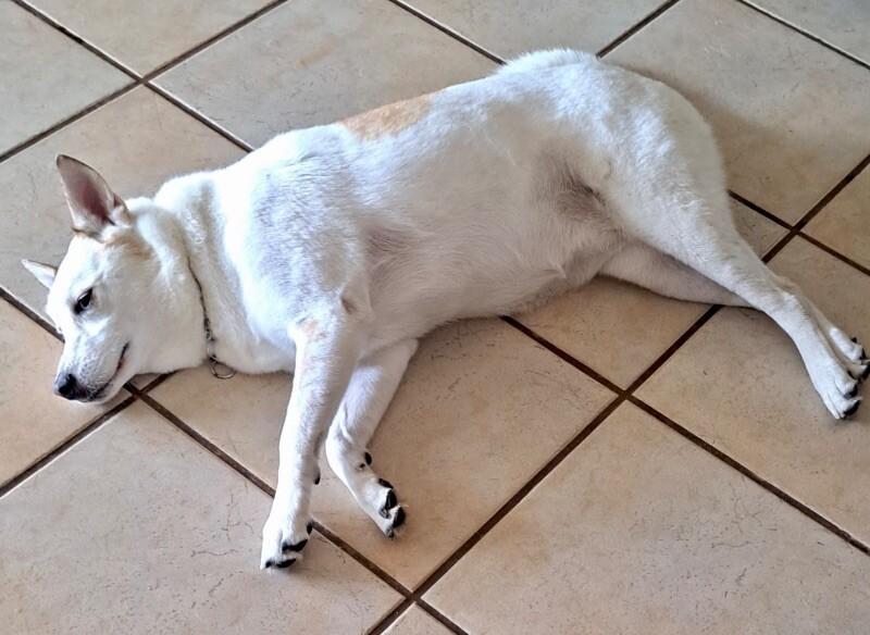 Zoey - BONDED with Rocky, Adoptable, Senior Female Shepherd & Mixed Breed.