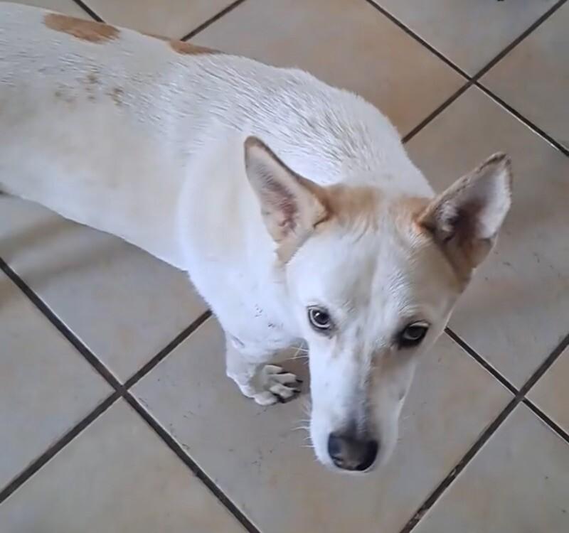 Enlarge Zoey - BONDED with Rocky, a Adoptable mixed breed in Anthem, AZ image 2/6