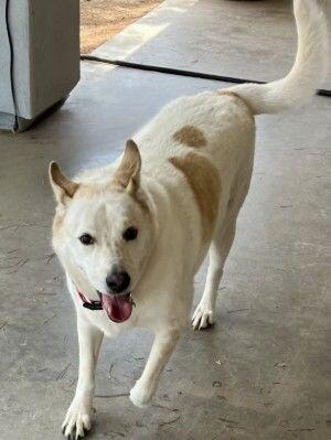 Enlarge Zoey - BONDED with Rocky, a Adoptable mixed breed in Anthem, AZ image 3/6