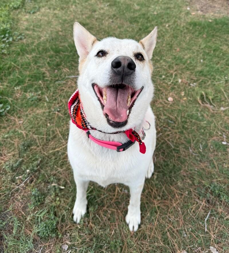 Enlarge Zoey - BONDED with Rocky, a Adoptable mixed breed in Anthem, AZ image 5/6